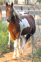 Decco TingTang Peppy, APHA reg. gelding - 2 years old
